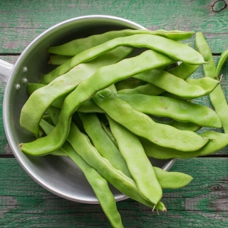 Tarhapapu - Neckarkonigin - 20 siemenet - Phaseolus vulgaris L.