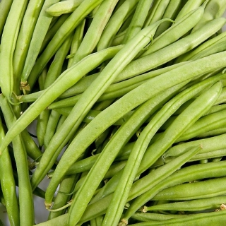 لوبیای فرانسوی سبز کرفس "Primel" - Phaseolus vulgaris L. - دانه