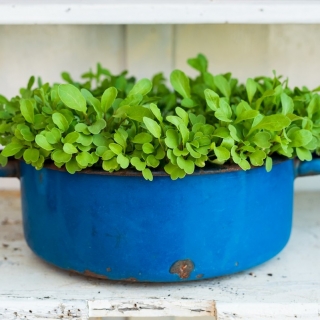 Arugula - SEED DISC; rocket