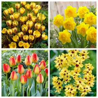 Îles Canaries - ensemble de 4 espèces de plantes - 100 pcs.