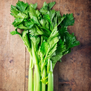 الكرفس "الملكيت" - سمين ، أوراق سميكة - 360 بذور - Apium graveolens - ابذرة