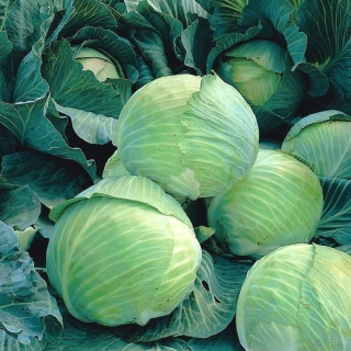 Hodekål - Langedijker Dauer - hvit - 480 frø - Brassica oleracea convar. capitata var. alba