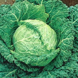 Savoikål - Aubervilliers - 1 frø - Brassica oleracea var. sabauda