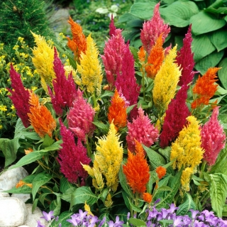 ארנבת זבוב, זנב כסף - מגוון נמוך - 600 זרעים - Celosia argentea plumosa