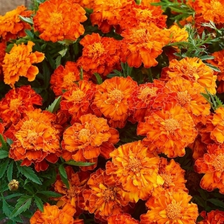 Ryhmäsamettikukka - Bolero - 350 siemenet - Tagetes patula L.