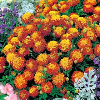 Tagetes patula -  Harmony - Tagetes patula L. - sementes