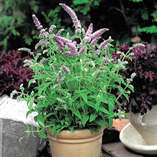Ngựa bạc hà - 1200 hạt - Mentha longifolia
