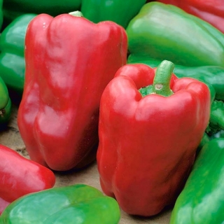 コショウ「レナ」 -  65種子 - Capsicum L. - シーズ