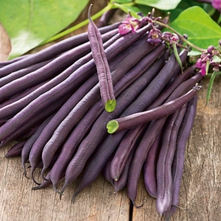 Фасо́ль обыкнове́нная - Amethyst - Phaseolus vulgaris L. - семена