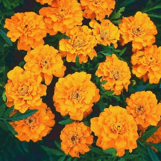 Ryhmäsamettikukka - Boy Orange - 153 siemenet - Tagetes patula L.
