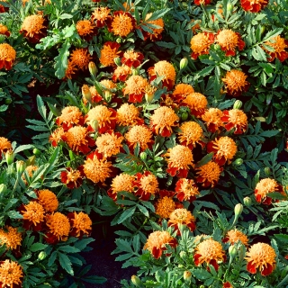 Бархатцы мелкоцветные - Solan - Tagetes patula L. - семена