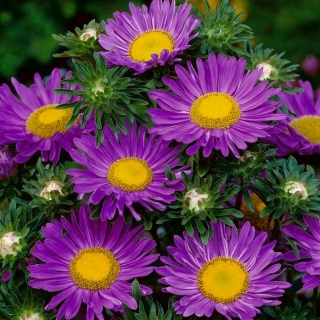 Callistephus chinensis -  Pepite -  violeta - semillas