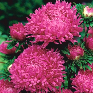 Callistephus chinensis - 450 semillas - Ofelia