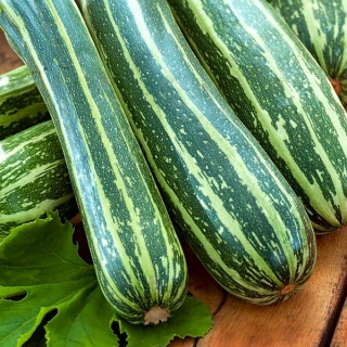 Тиквице "Цоуцоурзелле"; тиквице - Cucurbita pepo  - семе