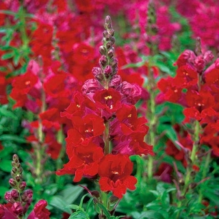 Isoleijonankita - Punainen - Antirrhinum majus - siemenet