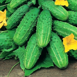 漬物キュウリ「アヌルカ」 -  105種 - Cucumis sativus - シーズ