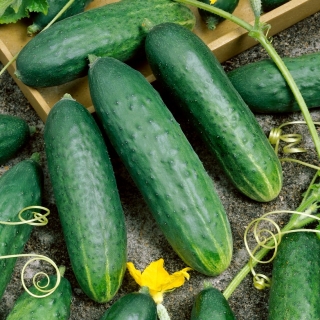 Paprastasis agurkas - Delicius - 200 sėklos - Cucumis sativus
