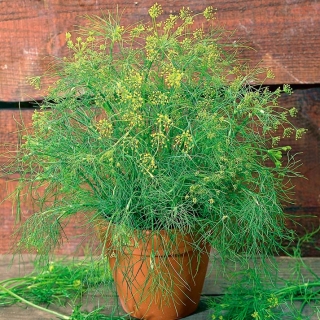 生物 - 花园莳萝 - 经过认证的有机种子 -  2800粒种子 - Anethum graveolens L. - 種子