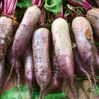 BIO Παντζούρια "Cylindra" - πιστοποιημένοι βιολογικοί σπόροι - 