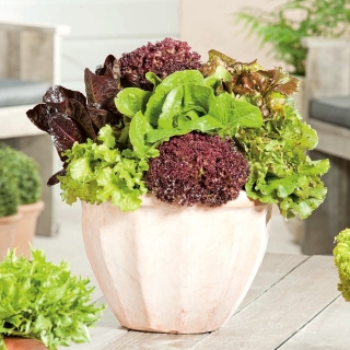 홈 가든 - 양상추 다양 믹스 - 실내 및 발코니 재배 - 900 종자 - Lectuca sativa  - 씨앗