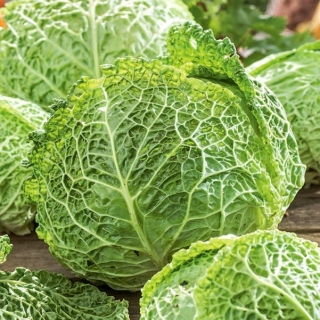 Cavolo verza - Vertus 2 - 640 semi - Brassica oleracea var. sabauda