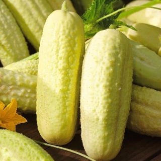 Paprastasis agurkas - White Wonder - 80 sėklos - Cucumis sativus