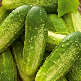 خيار "بولكو" - للمخللات - 175 بذرة - Cucumis sativus - ابذرة