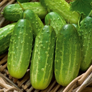 Pepino - Polan - 100 gramas -  Cucumis sativus - sementes