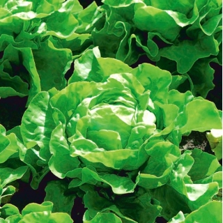 ผักกาดหอม "Cassini" - SEED TAPE - 