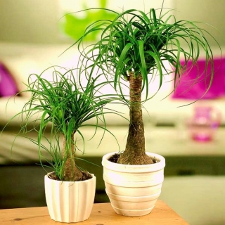 Pied d'éléphant; palmier queue de cheval - 