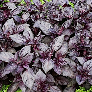 Crveni bosiljak "Dark Opal" - 