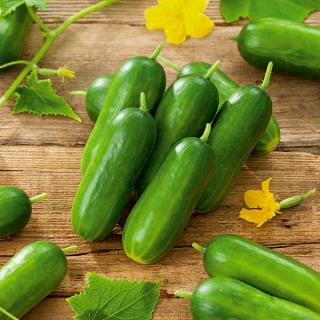 सलाद ककड़ी "पिको" - एक संकर किस्म - 