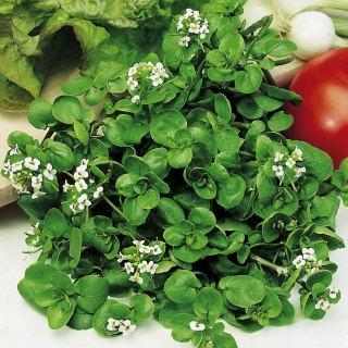 Ürt - allikkerss - 400 seemned - Nasturtium officinale W. T. Aiton