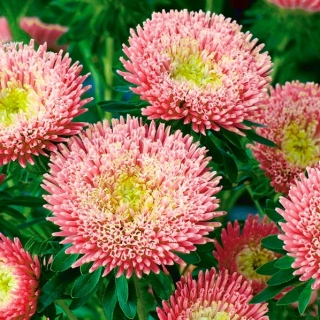 Kinesisk prinsesse aster 'Niusia' - 