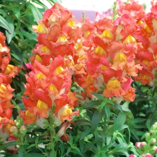 Haveløvemund - Portos - Appelsin - Antirrhinum majus nanum - frø