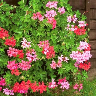 Hängende Pelargonie 'Speedy Mixed'