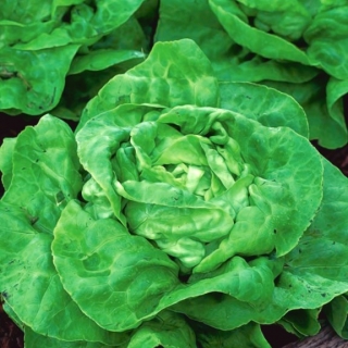 Bataviasallat - Humil - 900 frön - Lactuca sativa L. var. Capitata
