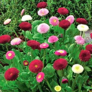 الإنجليزية ديزي رومينيت مزيج البذور - بيليس بيرنس - 600 البذور - Bellis perennis - ابذرة