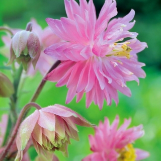 Almindelig akeleje - Pink Barlow - Aquilegia vulgaris