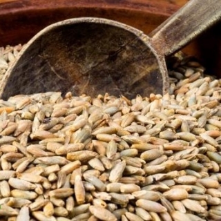 เมล็ดงอก BIO - Rye - เมล็ดอินทรีย์ที่ผ่านการรับรอง - 