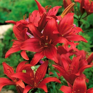 Red Asiatic lily - Red - Large Pack! - 15 pcs.