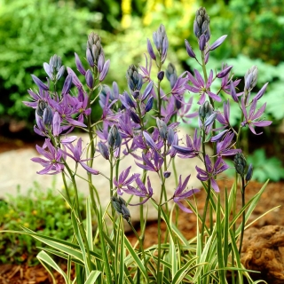 Camas Blue Melody - 10 buc; quamash, zambila indiană, camash, zambila sălbatică, Camassia - 