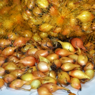 Überwinterende Frühlingszwiebeln - 10 kg; Lauchzwiebel - 