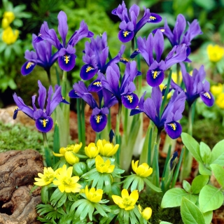 Vinterakonit och 'Harmony' iris set - 75 st - 