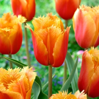 Tulipa Lambada - Tulip Lambada - 5 bebawang