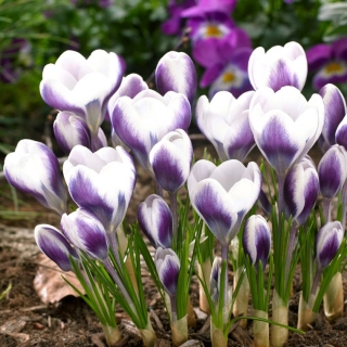 Crocus 'Prins Claus' - großes Paket - 100 Stück - 