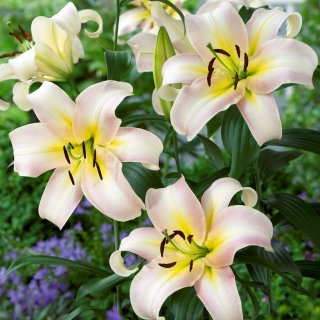 نیلوفر درختی - اورندی - بسته بزرگ! - 10 عدد - 