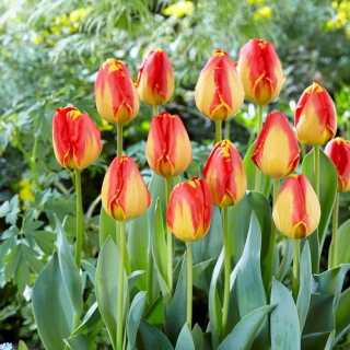 'Banja Luka' tulp - suur pakk - 50 tk - 