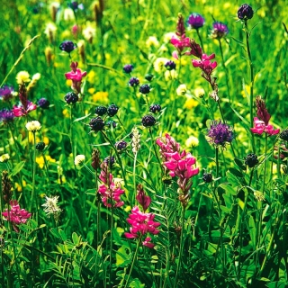 Mitmeaastaste suhkrutaimede valik - 