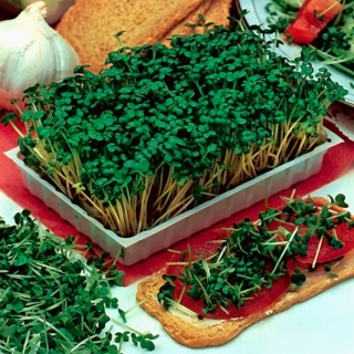 発芽種子-グリーンケール - 